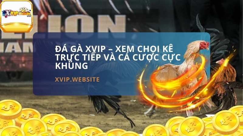 Đá Gà XVIP – Xem Chọi Kê Trực Tiếp Và Cá Cược Cực Khủng